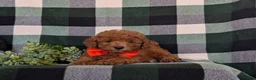 Toy Poodle dogs for sale: Conway 7 lbs Full Grown - Ad 5