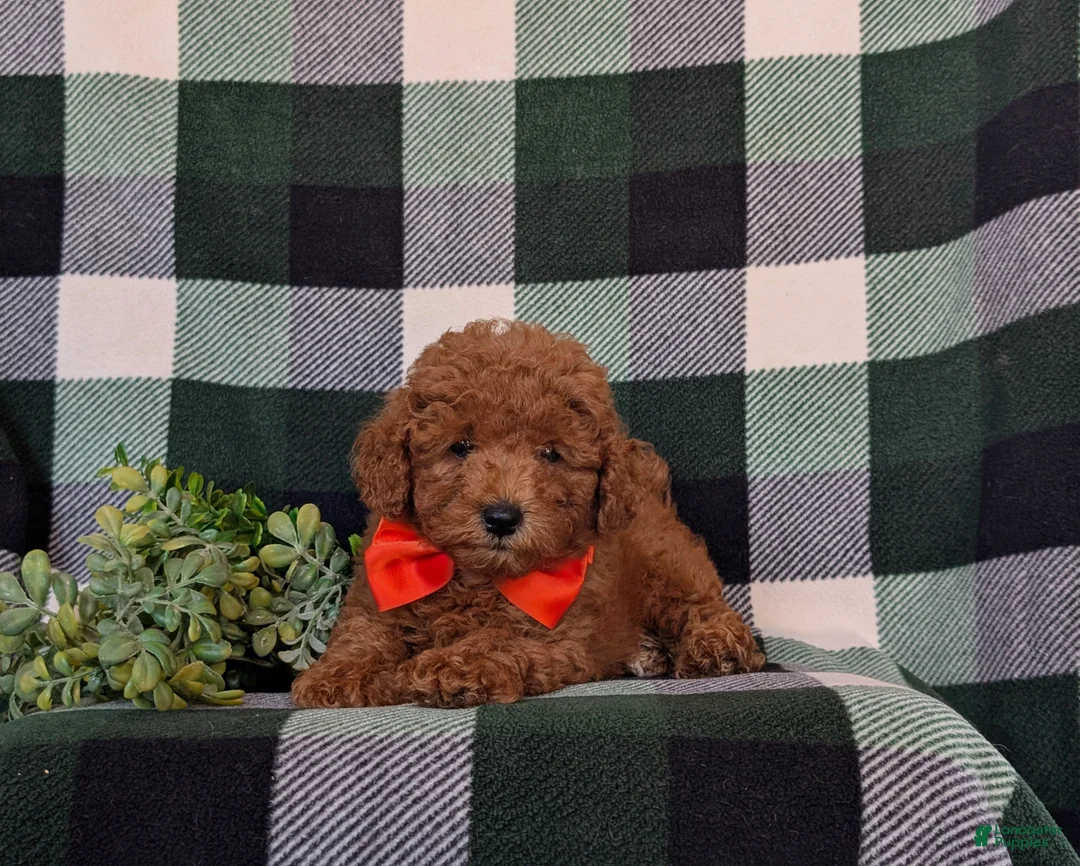 Toy Poodle dogs for sale: Conway 7 lbs Full Grown - Ad 5