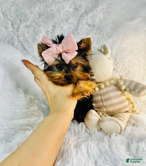 Yorkshire Terrier dogs Yorkshire Terrier Hand Delivery Available - Ad 1