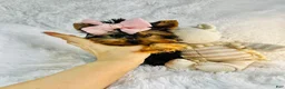Yorkshire Terrier dogs for sale: Yorkshire Terrier Hand Delivery Available - Ad 1