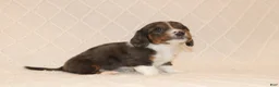 Miniature Dachshund dogs for sale: Toby - Ad 8