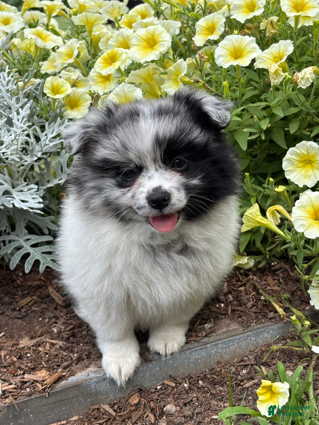 Pomeranian dogs for sale: Buster  - Ad 1