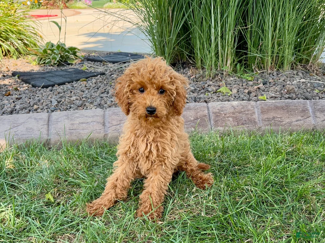 Cockapoo dogs for sale: Terry - Ad 2