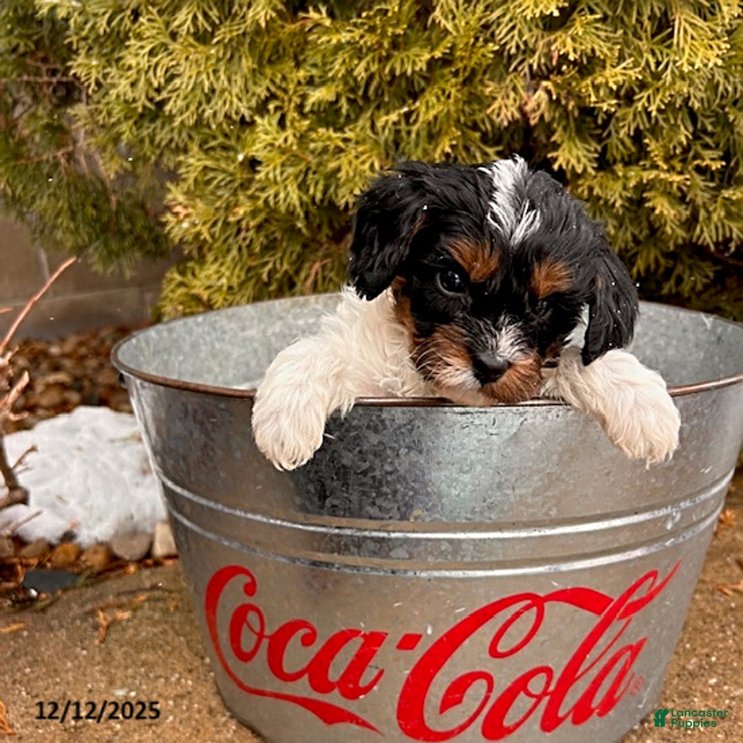 Cavapoo dogs for sale: Coconut - Ad 2