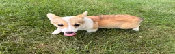 Welsh Corgi Pembroke dogs for sale: SKYLER - Ad 3