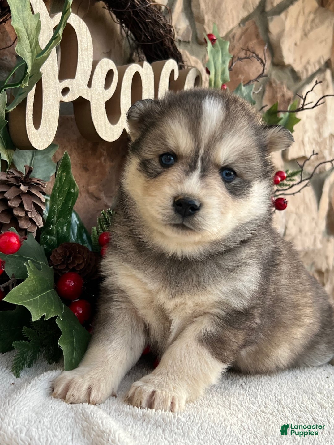 Pomsky dogs for sale: Holly - Ad 1