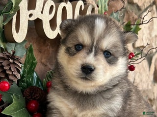 Pomsky dogs Holly - Ad 9