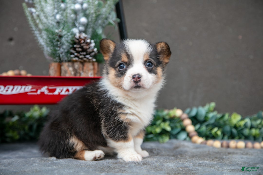 Welsh Corgi Pembroke dogs for sale: Charlotte - Ad 1