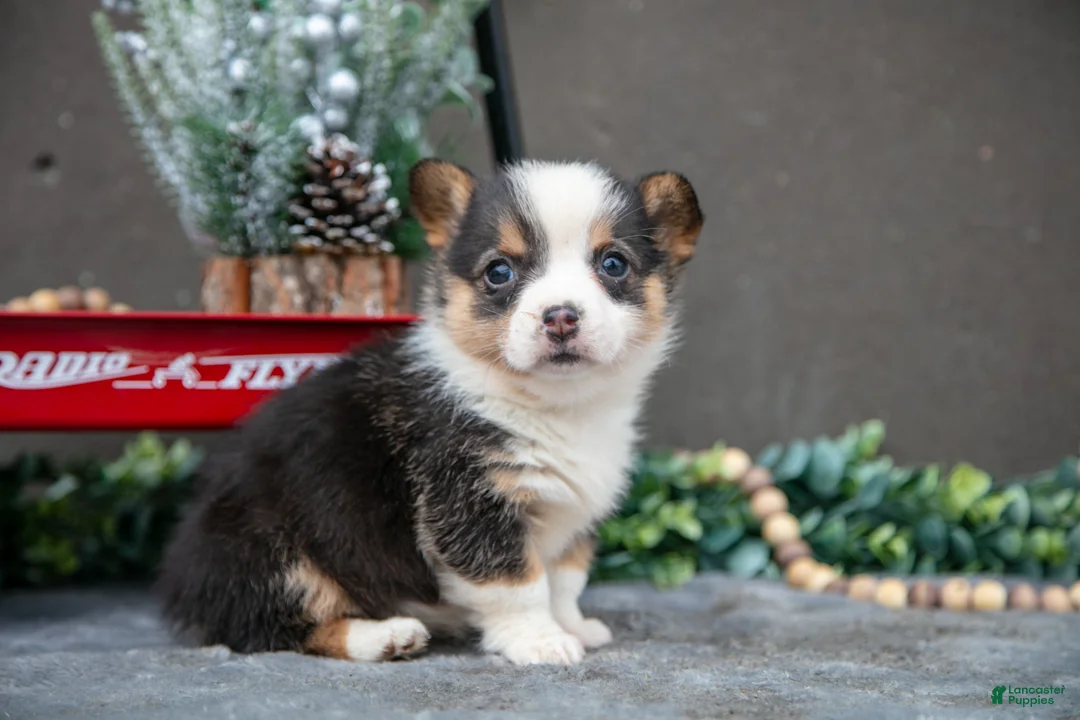 Welsh Corgi Pembroke dogs for sale: Charlotte - Ad 1
