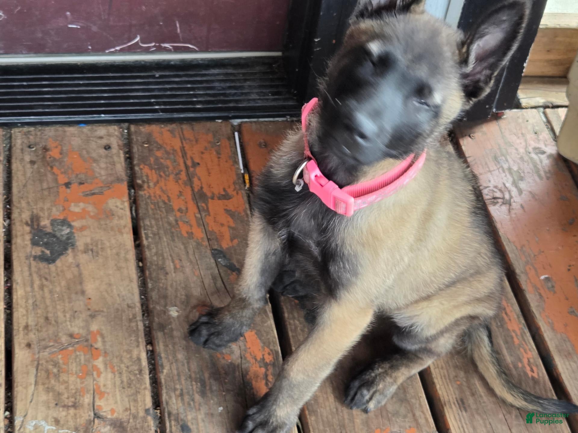Belgian Malinois dogs for sale: Belgian Malinois 1 - Ad 7