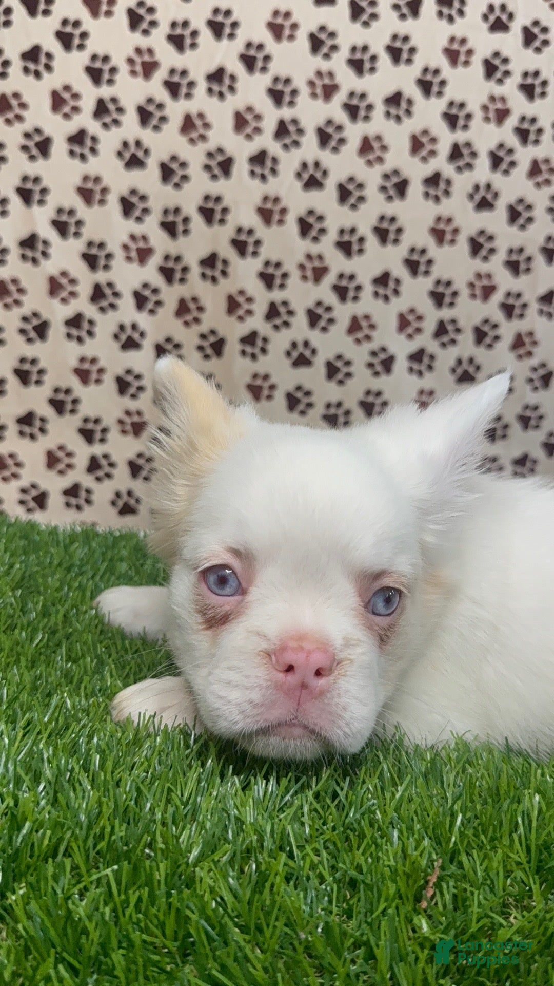 French Bulldog dogs Apollo  - Ad 23