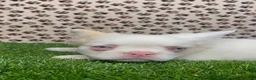French Bulldog dogs for sale: Apollo  - Ad 1