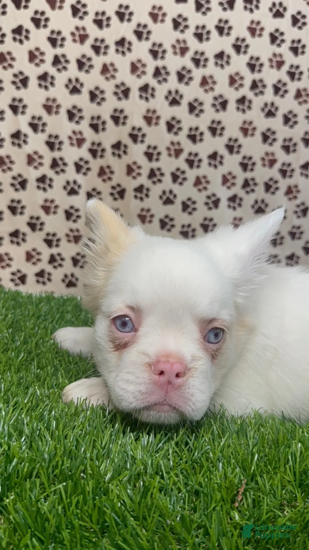 French Bulldog dogs for sale: Apollo  - Ad 1