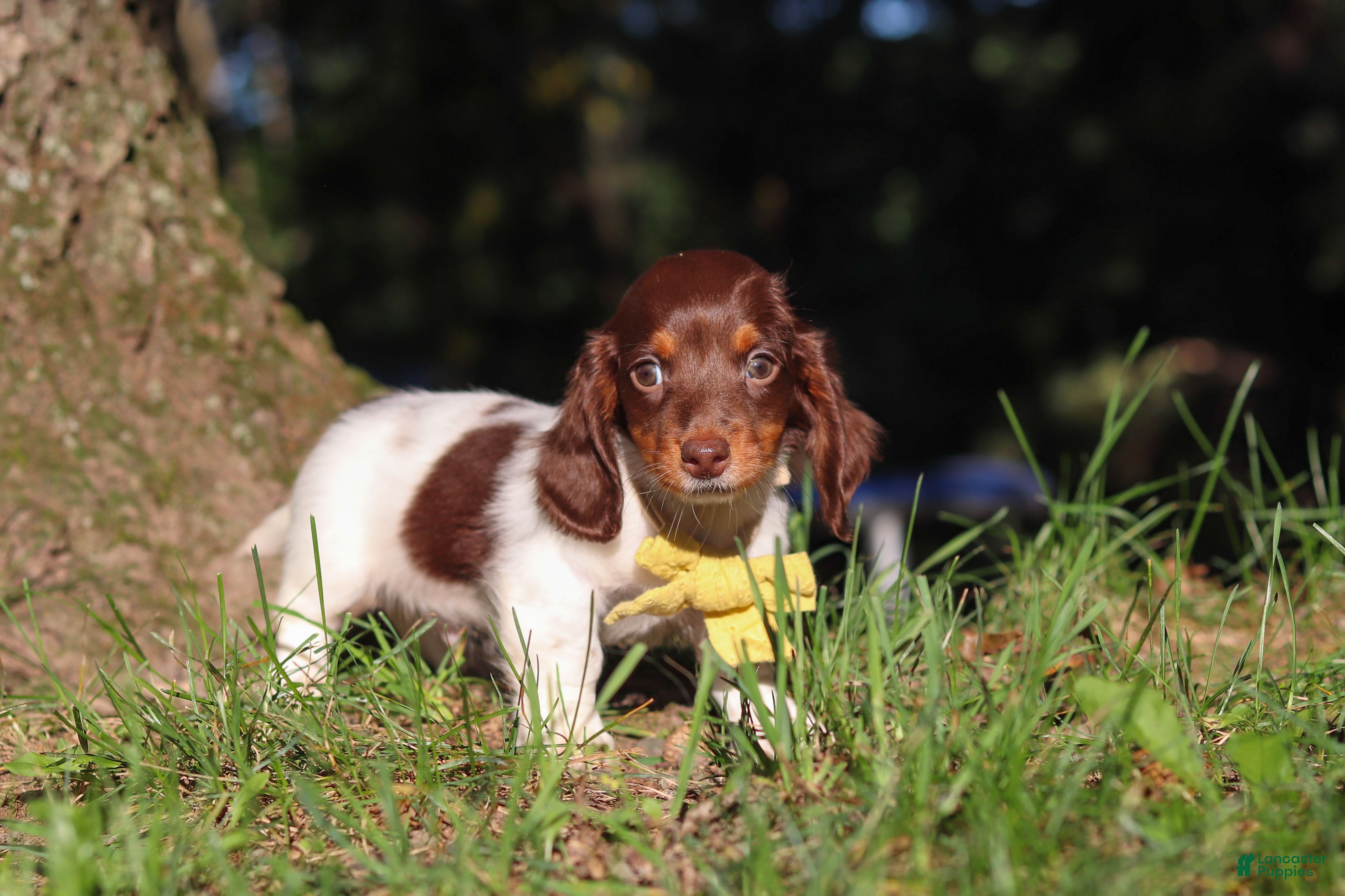 Miniature Dachshund dogs Shane - Ad 2