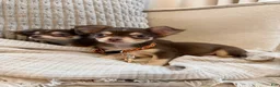 Chihuahua dogs for sale: Chocolate 4lbs fully grown - Ad 4