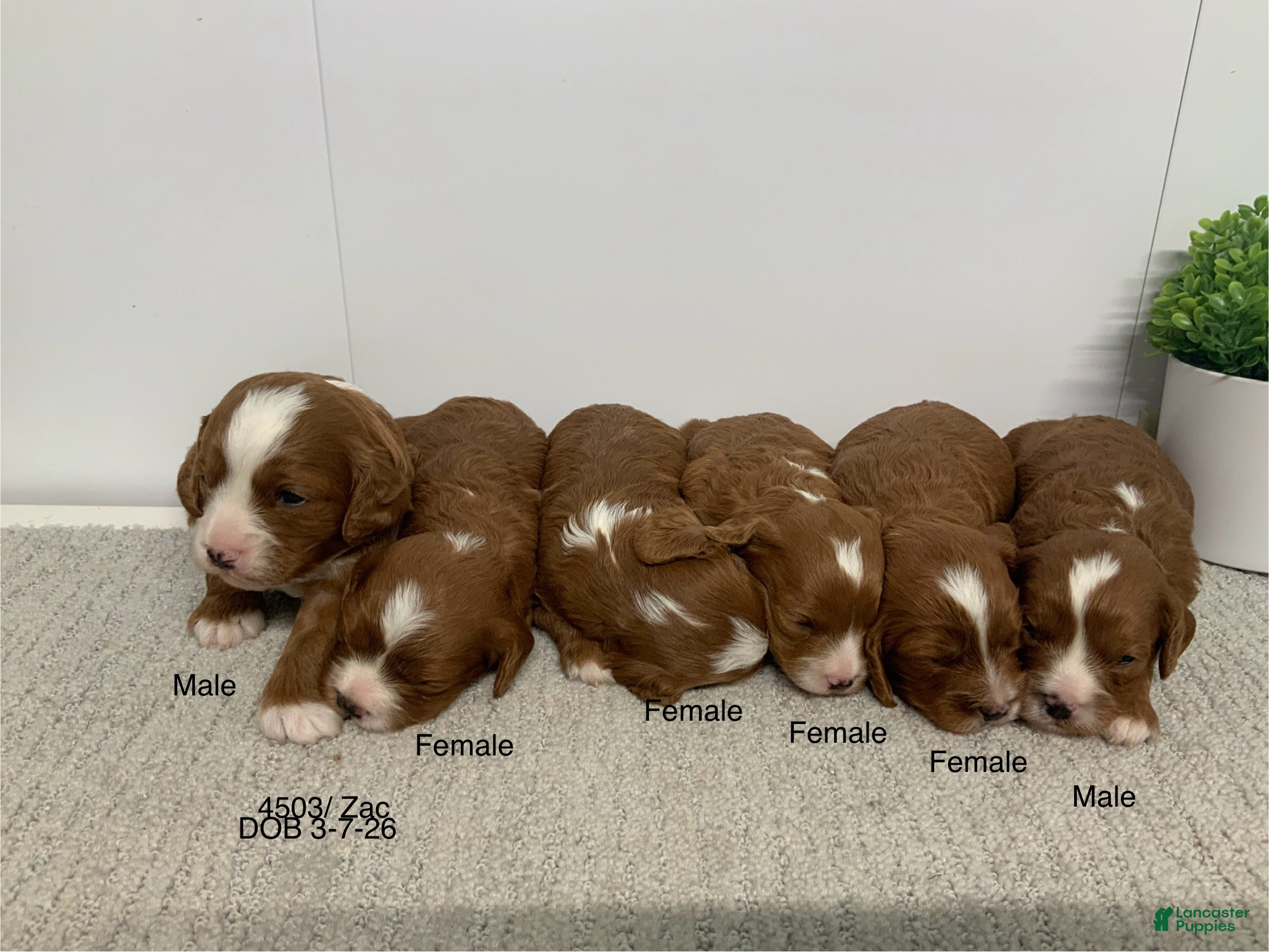 Cavapoo dogs Kathy - Ad 1