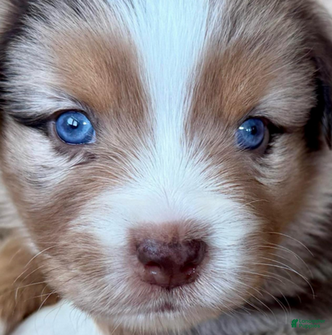 Miniature Australian Shepherd dogs for sale: Uncle Abe - Ad 4