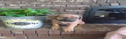 Mixed Breed dogs for sale: Mixed Breed Puppy 1 - Ad 1