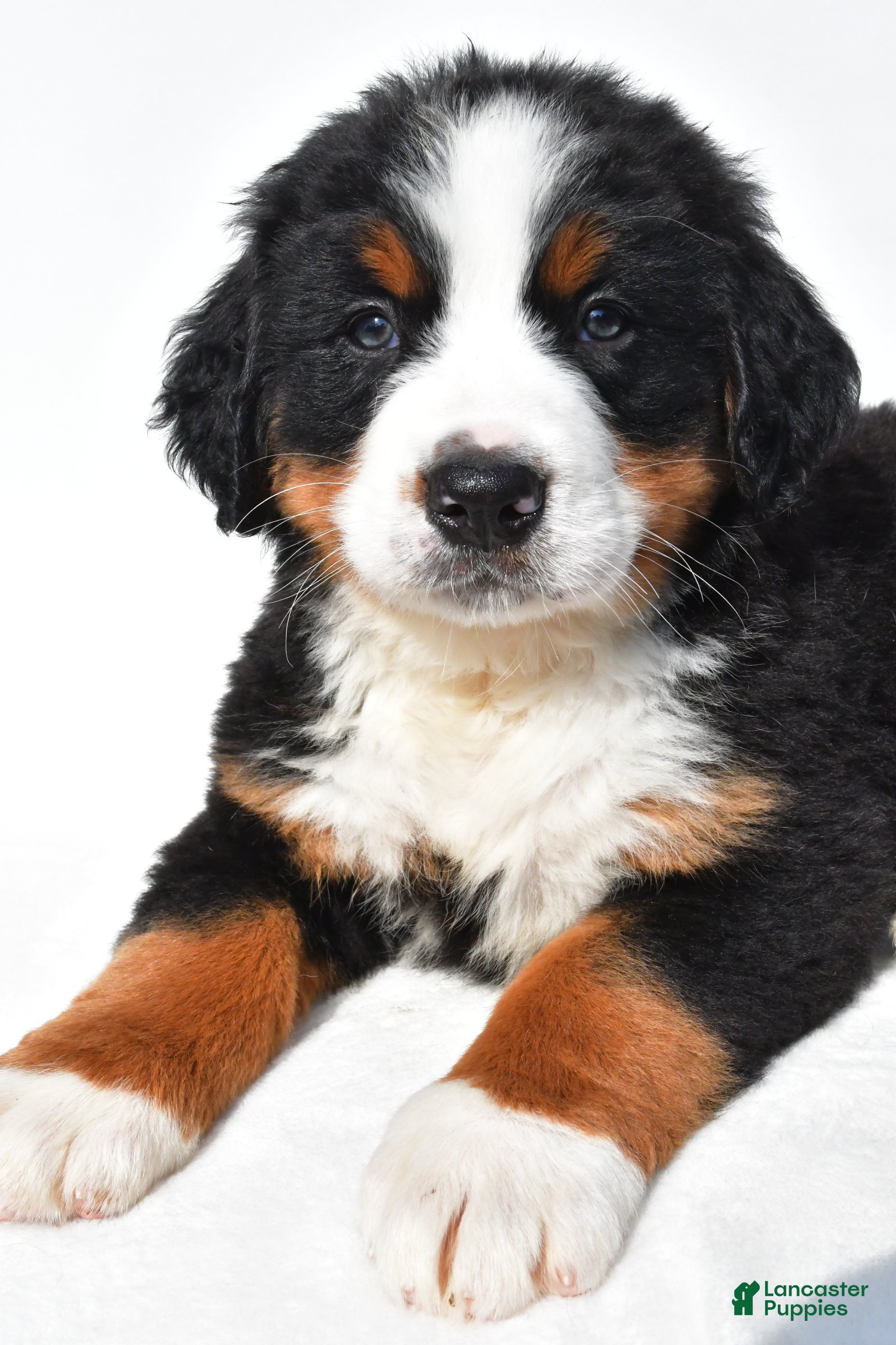 Bernese Mountain Dog dogs Buddy - Ad 2