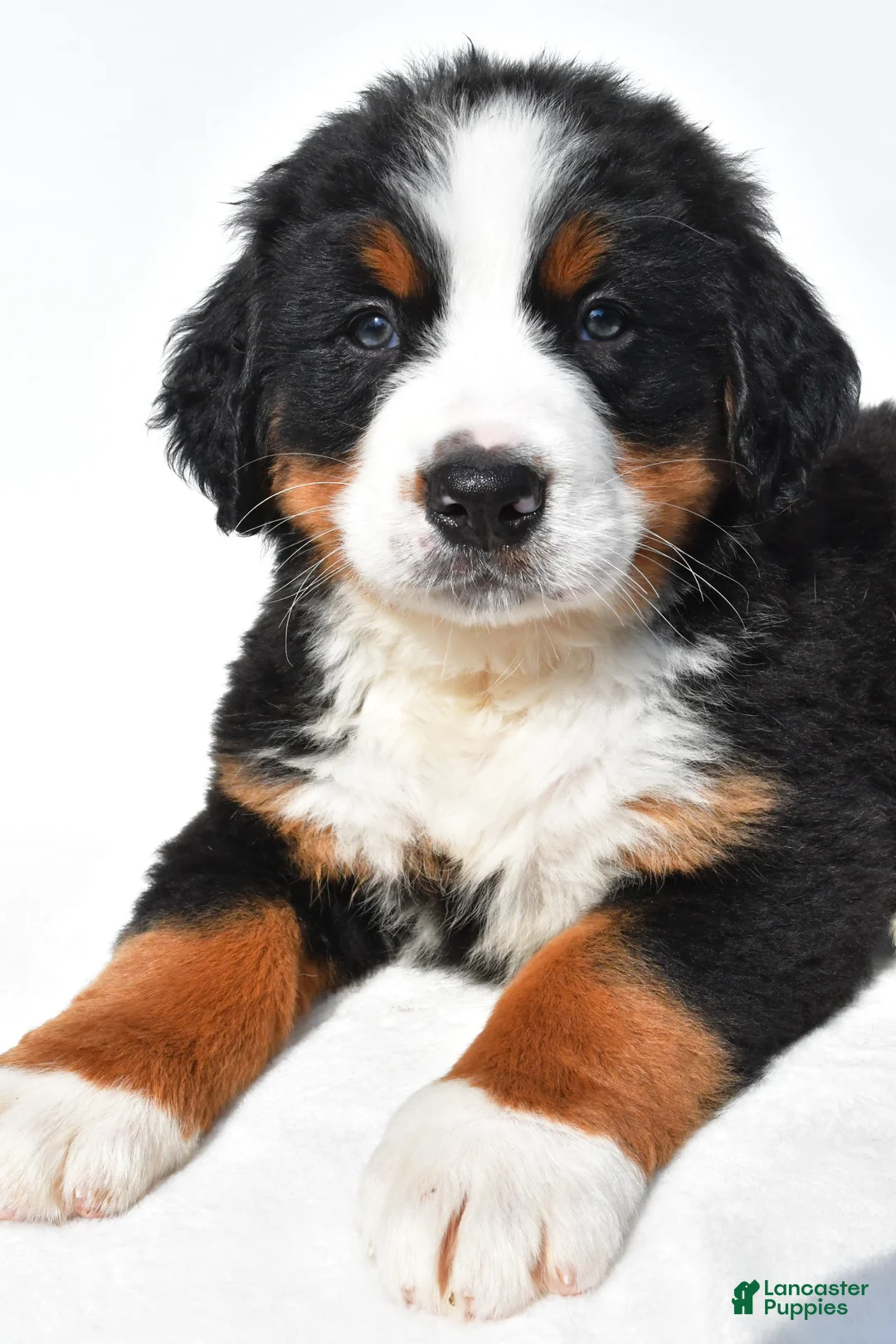Bernese Mountain Dog dogs for sale: Buddy - Ad 2