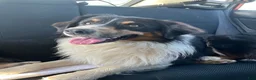 Australian Shepherd dogs for stud: Luca Vito - Ad 2