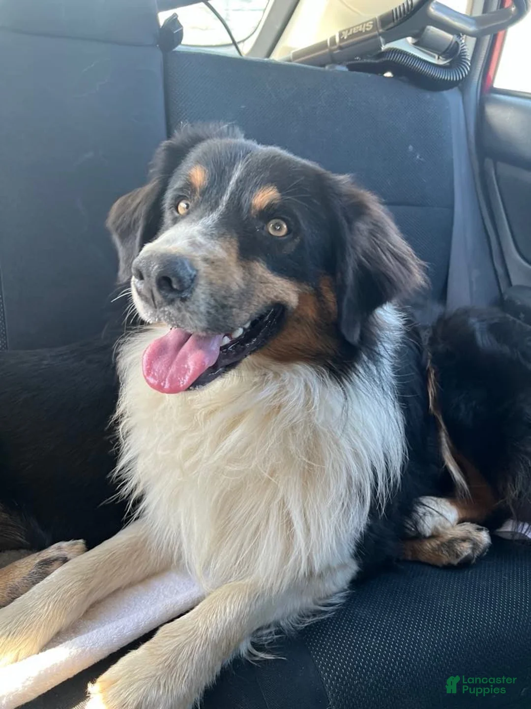 Australian Shepherd dogs for stud: Luca Vito - Ad 2
