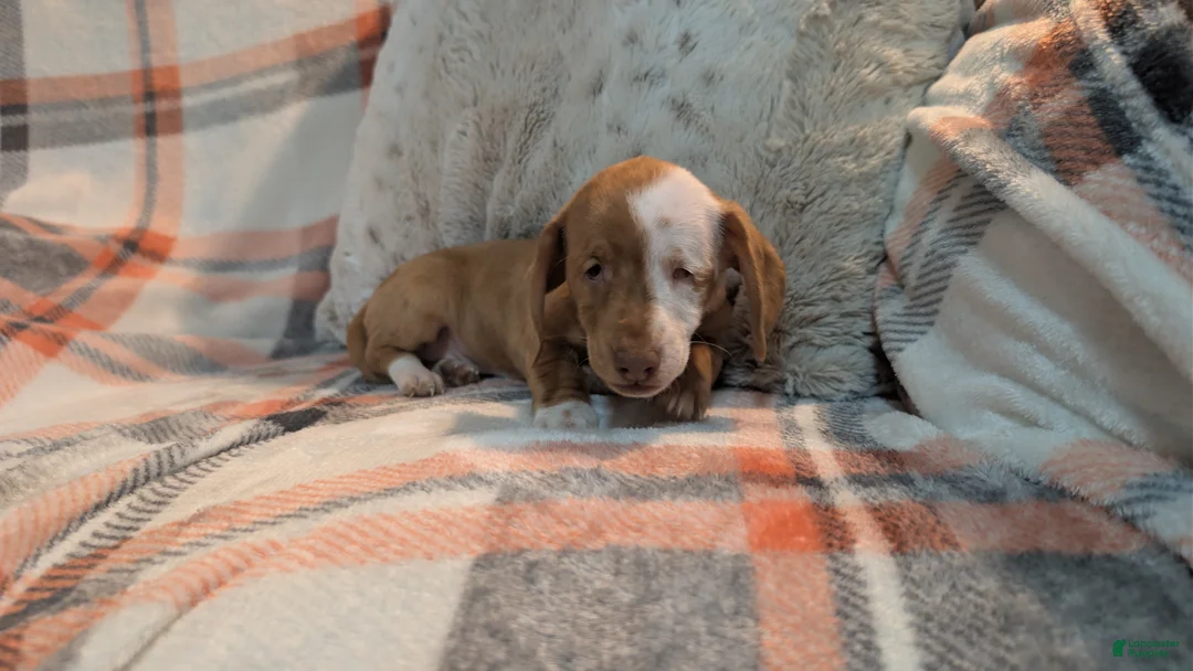 Miniature Dachshund dogs for sale: Honey  - Ad 4