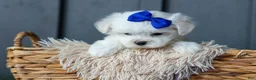 Maltese dogs for sale: OREO - Ad 16