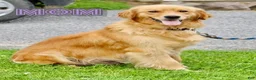 Golden Retriever dogs for sale: Ottis - Ad 7