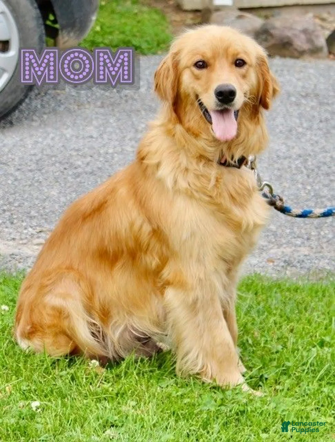 Golden Retriever dogs for sale: Oscar - Ad 6