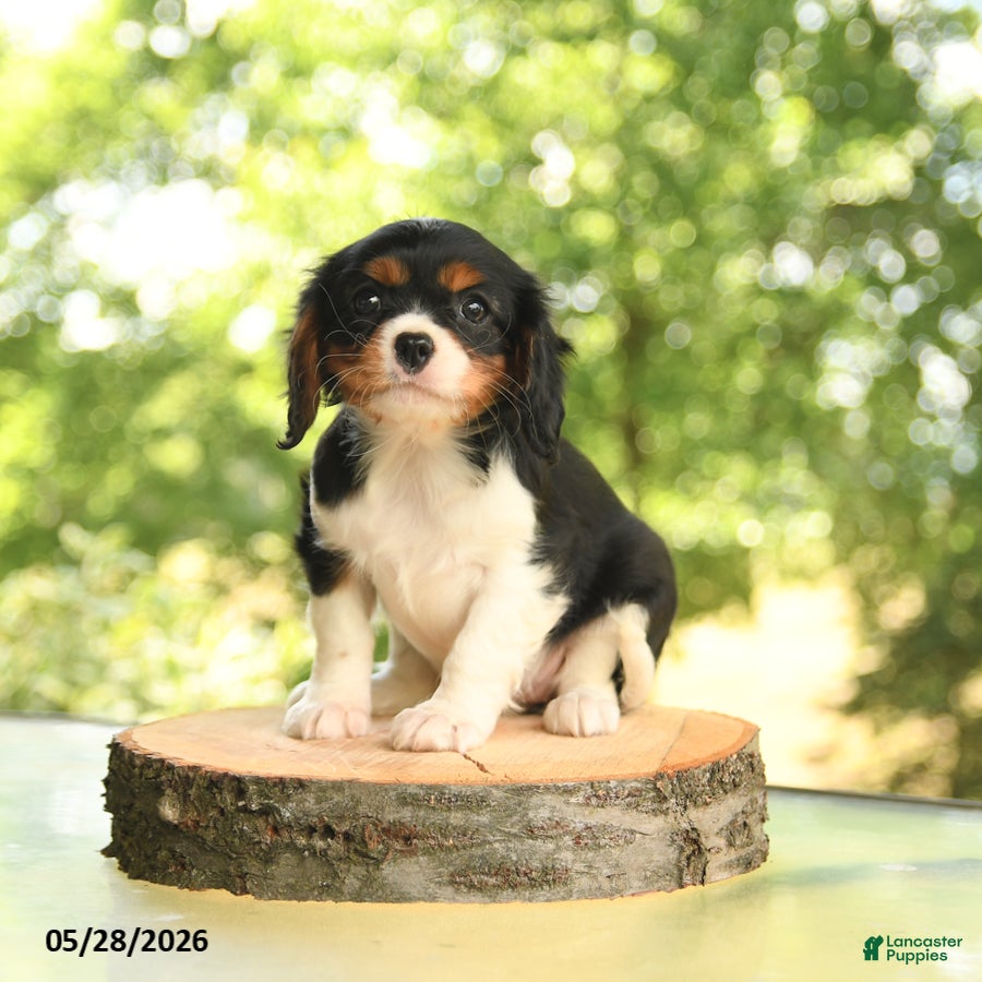 Cavalier King Charles Spaniel dogs Belle  - Ad 1