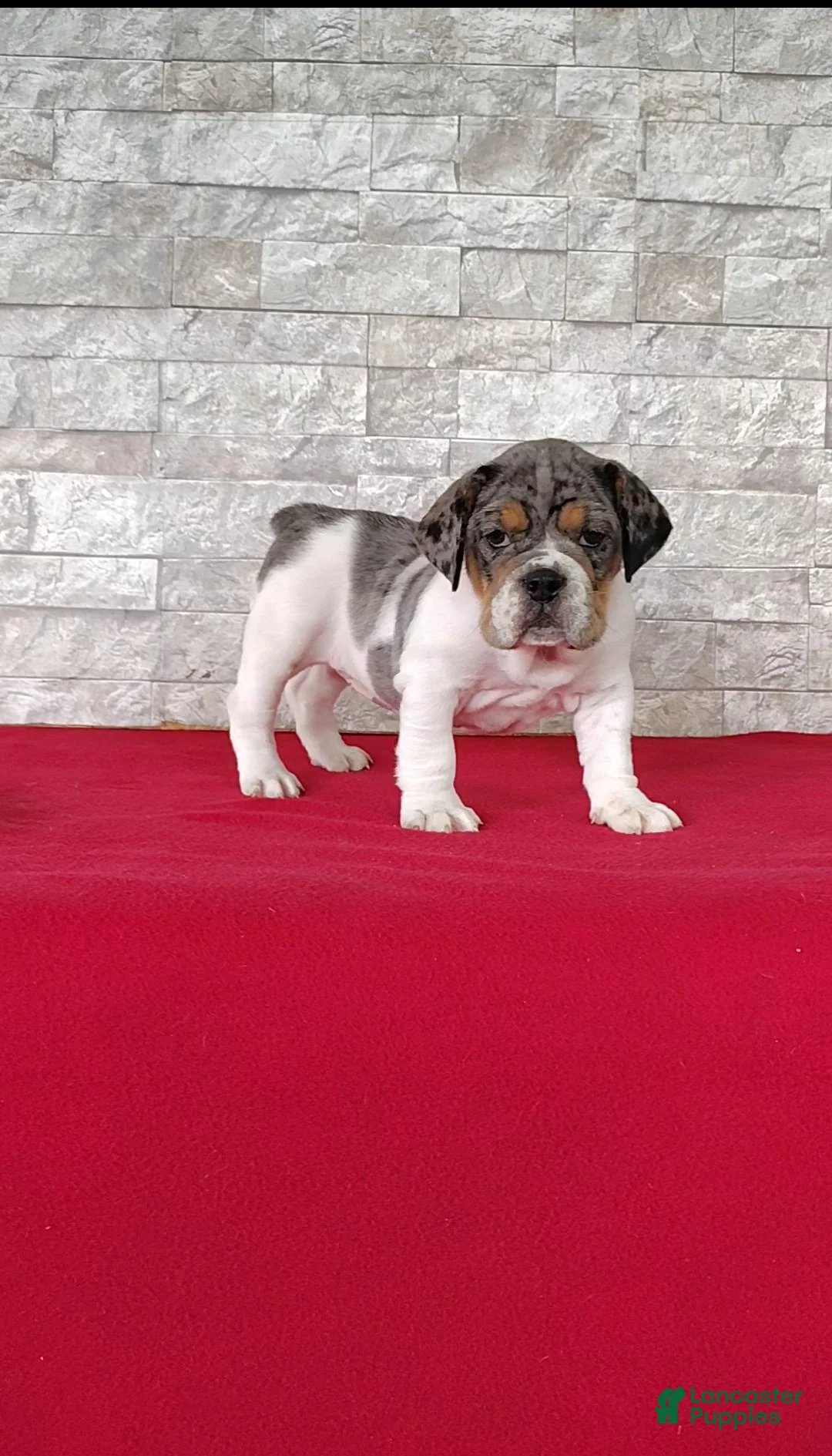 Beabull dogs for sale: Rachel - Ad 1