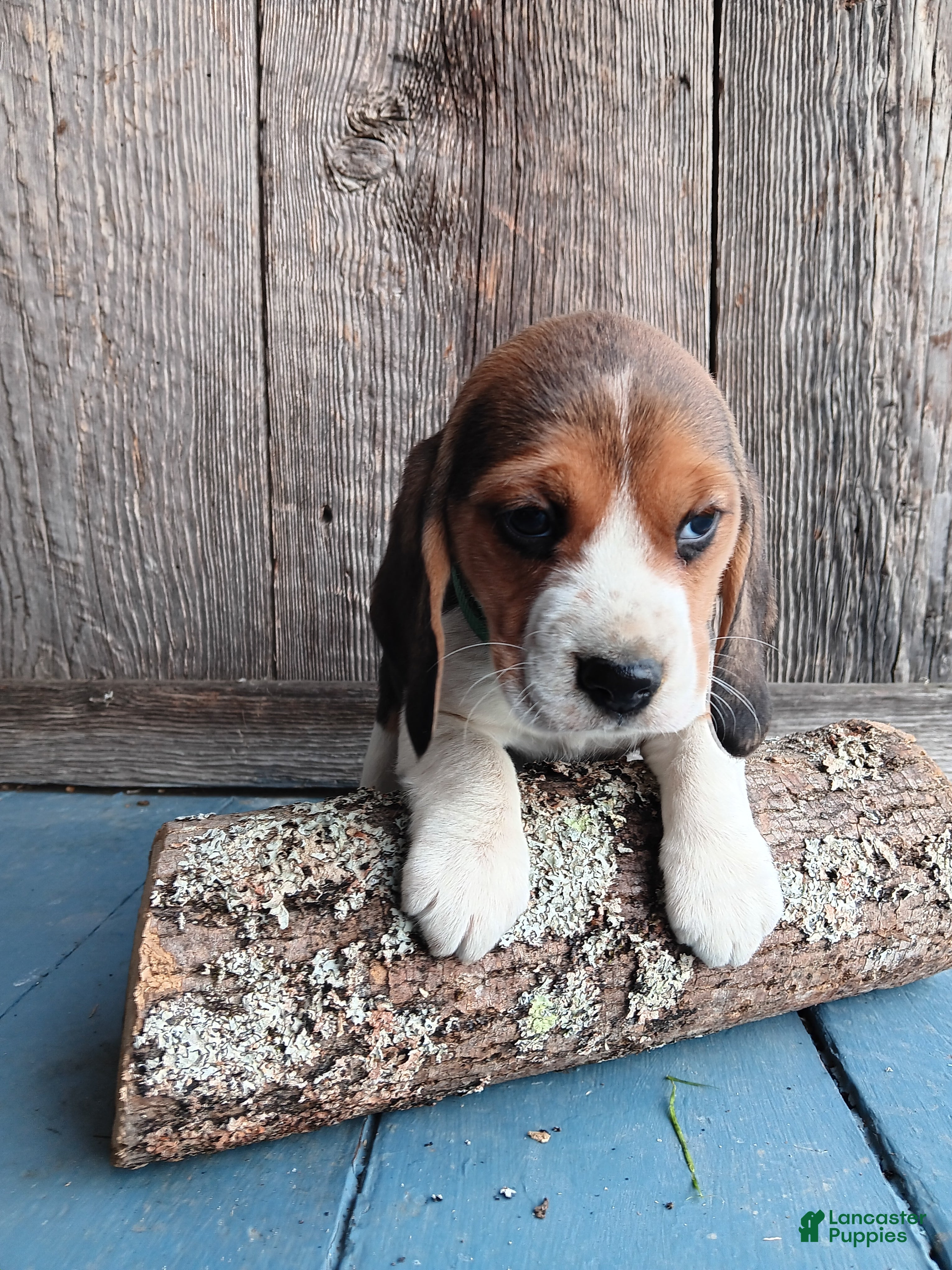 Beagle dogs Snicker - Ad 27