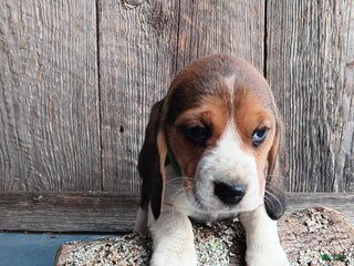 Beagle dogs Snicker - Ad 42