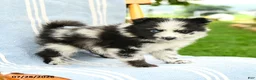 Pomeranian dogs for sale: Malcolm - Ad 1