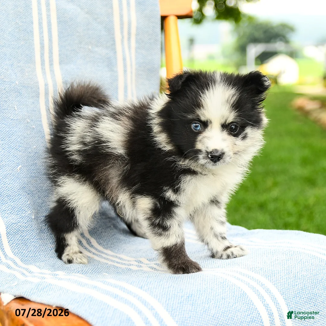 Pomeranian dogs for sale: Malcolm - Ad 1