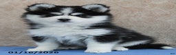Pomsky dogs for sale: Evie - Ad 4