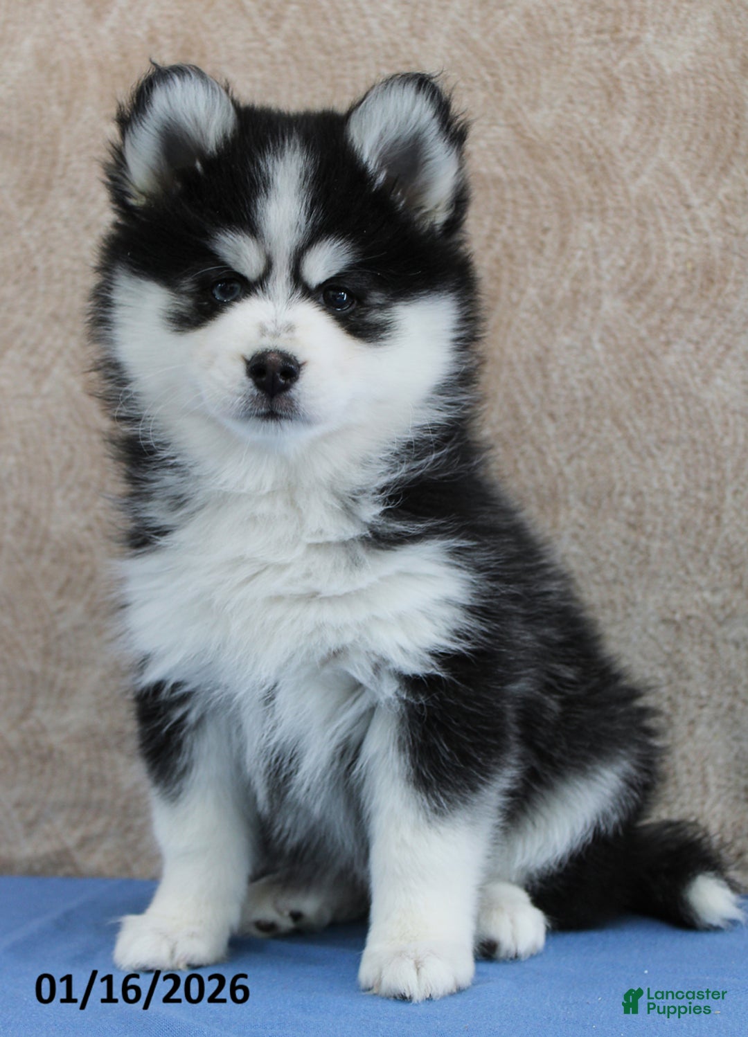 Pomsky dogs for sale: Evie - Ad 4