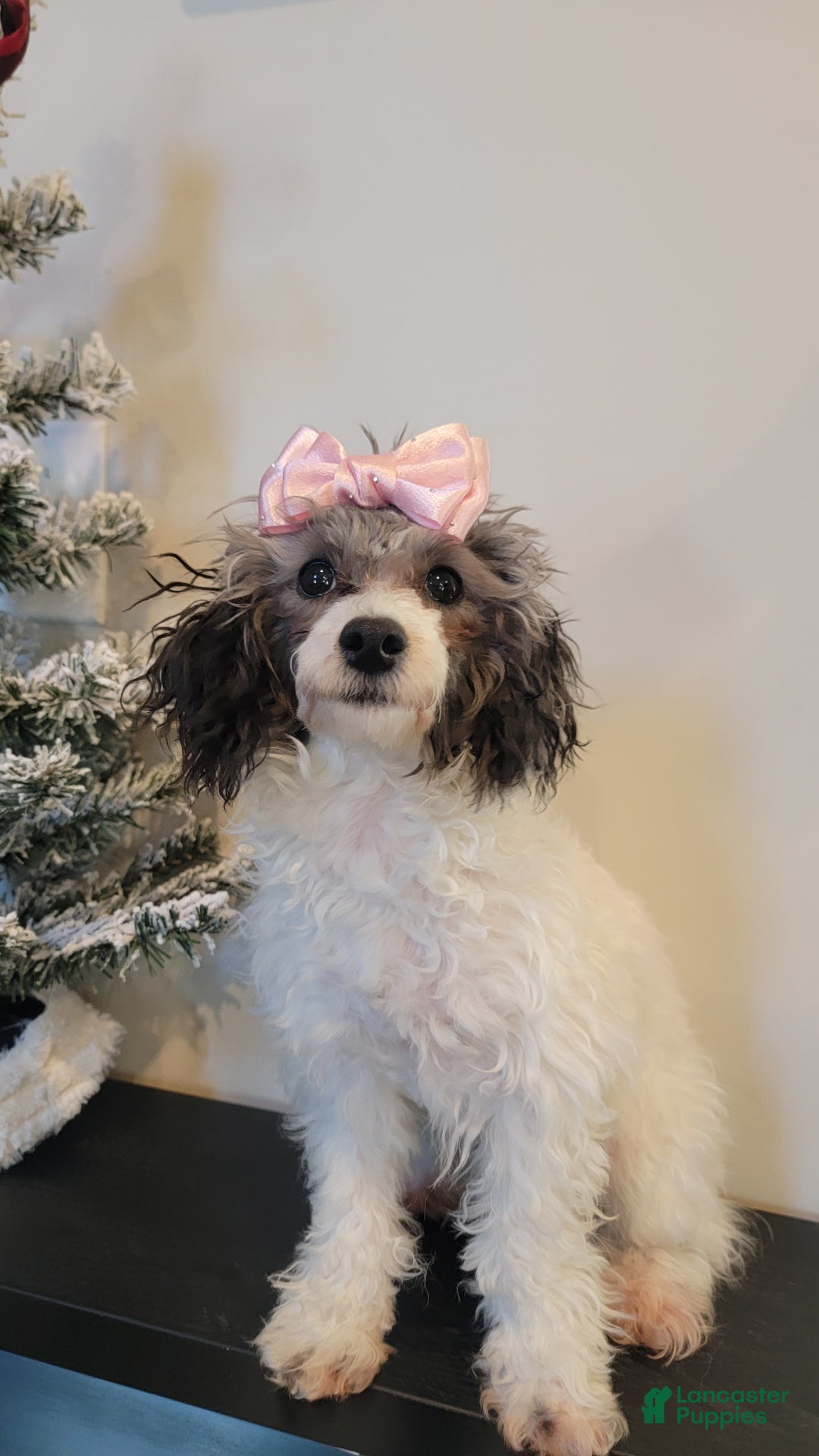 Toy Poodle dogs for sale: Toy Poodle Puppy 1 - Ad 4