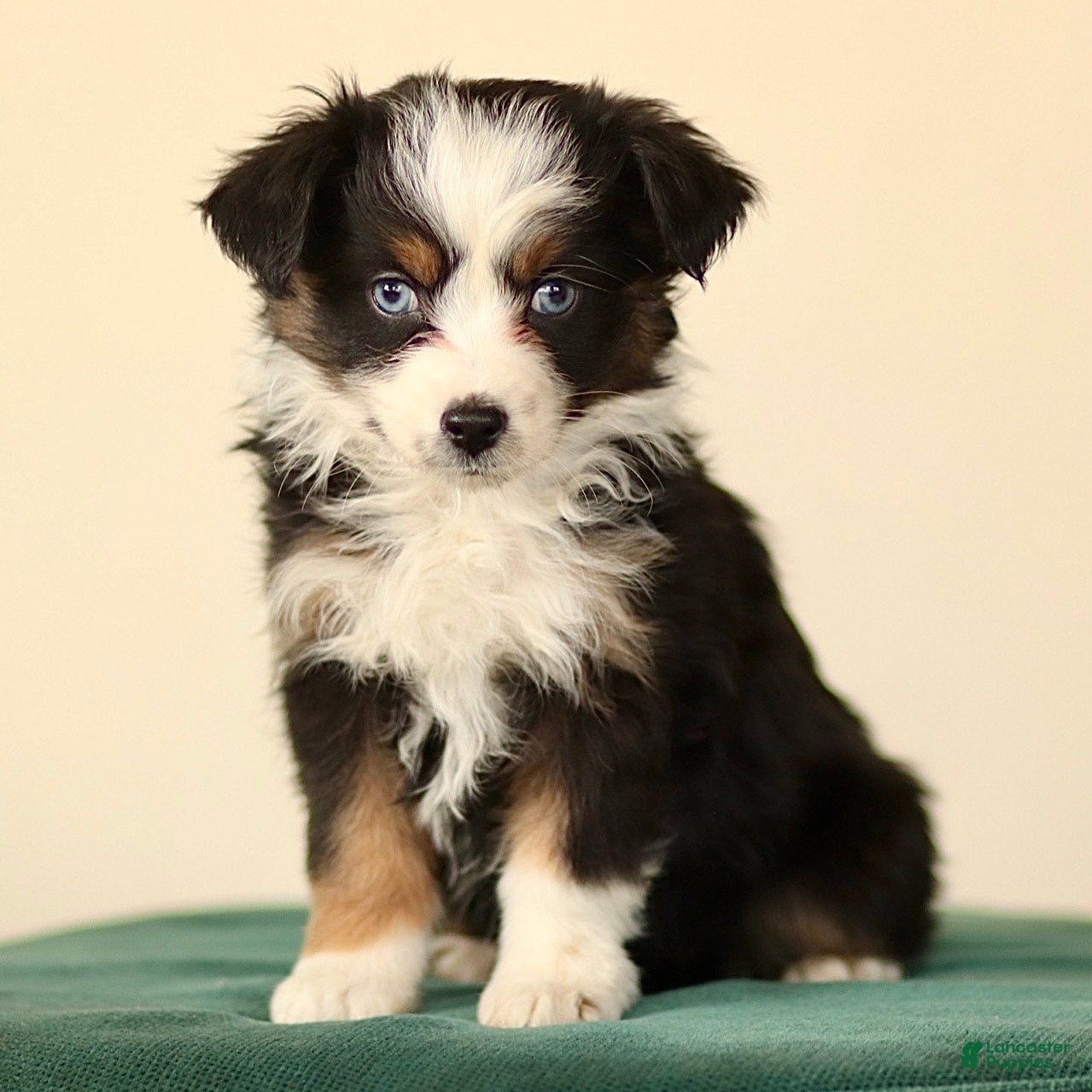 Miniature Australian Shepherd dogs Ivy - Ad 34