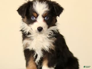 Miniature Australian Shepherd dogs Ivy - Ad 34