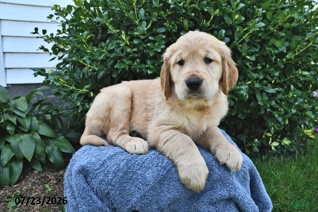 Golden Retriever dogs for sale: Layla - Ad 3