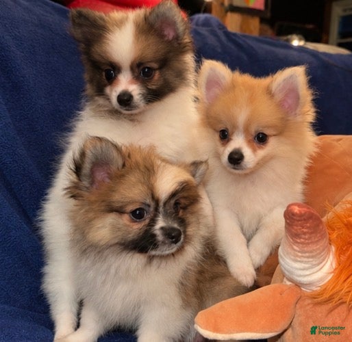 Pomeranian dogs Twix - Ad 2