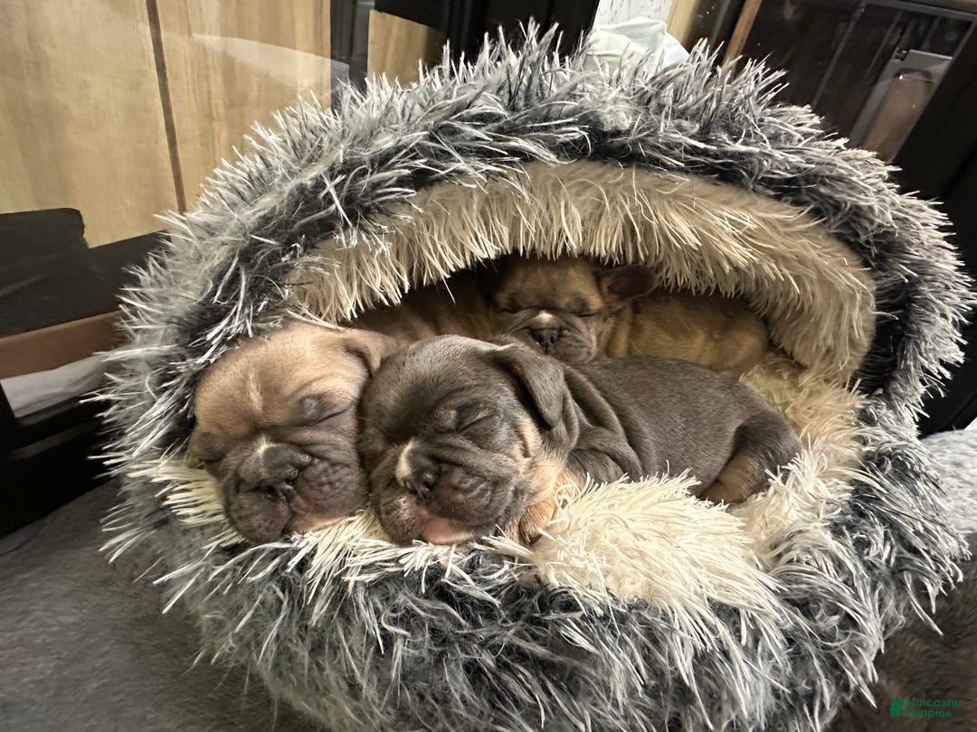 French Bulldog dogs for sale: Armani - Ad 2