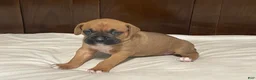 Boxer dogs for sale: Big Boy - Ad 6