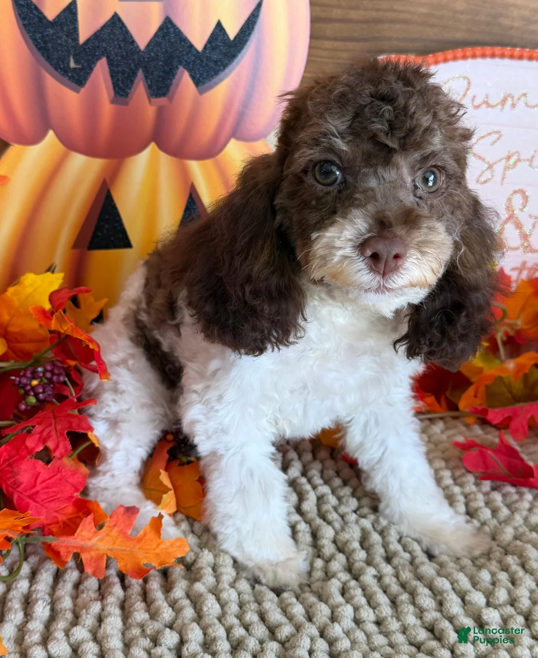 Cockapoo dogs for sale: Millie - Ad 3