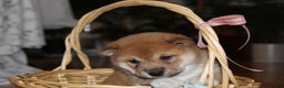 Shiba Inu dogs for sale: Tallie - Ad 4