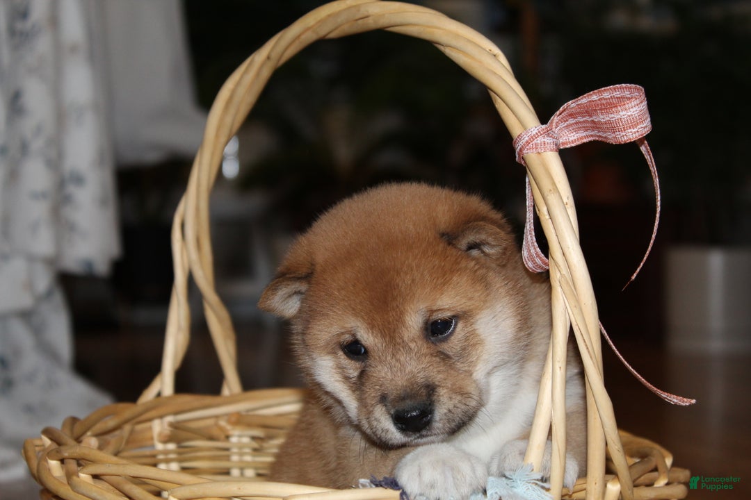 Shiba Inu dogs for sale: Tallie - Ad 4