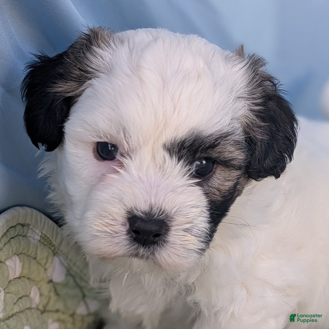 Teddy Bear dogs for sale: Snowflake - Ad 10