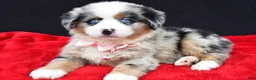 Miniature Australian Shepherd dogs for sale: Clover - Ad 10